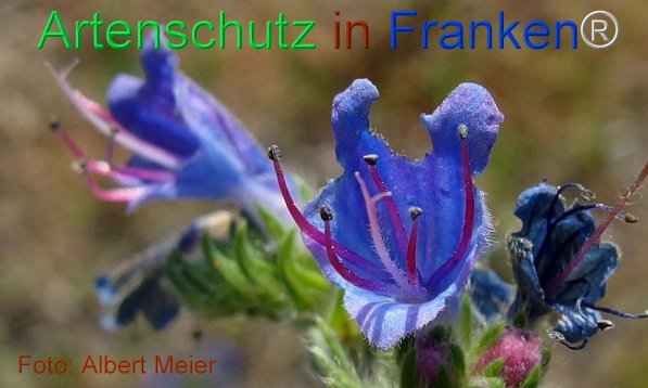 Copyright AiF - Albert Meier Bild zum Eintrag (75472-160)