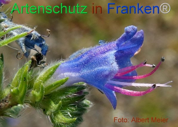 Copyright AiF - Albert Meier Bild zum Eintrag (75473-160)