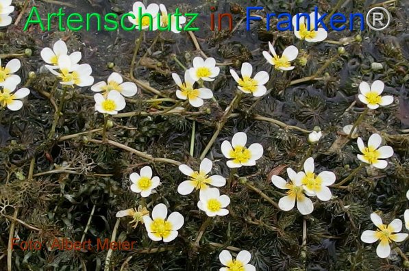 Copyright AiF - Albert Meier Bild zum Eintrag (75484-160)