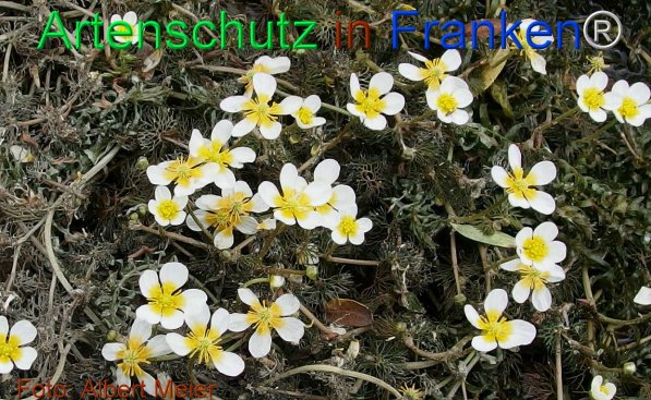Copyright AiF - Albert Meier Bild zum Eintrag (75485-160)