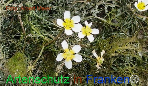 Copyright AiF - Albert Meier Bild zum Eintrag (75486-160)