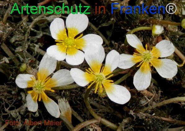 Copyright AiF - Albert Meier Bild zum Eintrag (75487-160)