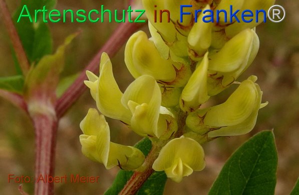 Copyright AiF - Albert Meier Bild zum Eintrag (75491-160)