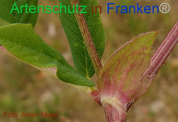 Copyright AiF - Albert Meier Bild zum Eintrag (75492-160)