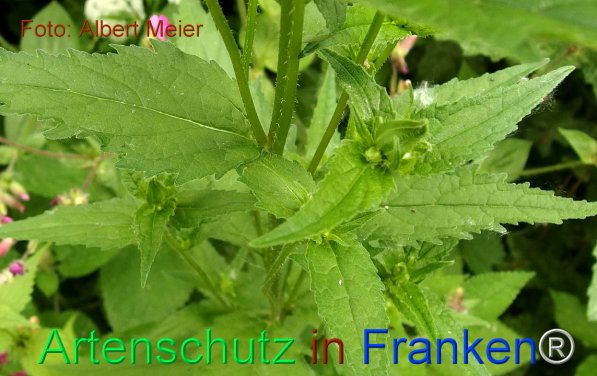 Copyright AiF - Albert Meier Bild zum Eintrag (75515-160)
