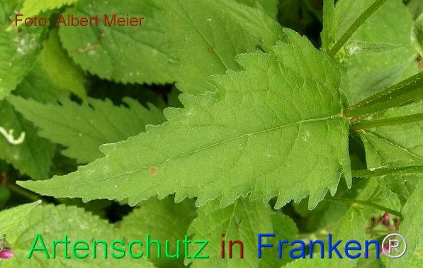 Copyright AiF - Albert Meier Bild zum Eintrag (75516-160)