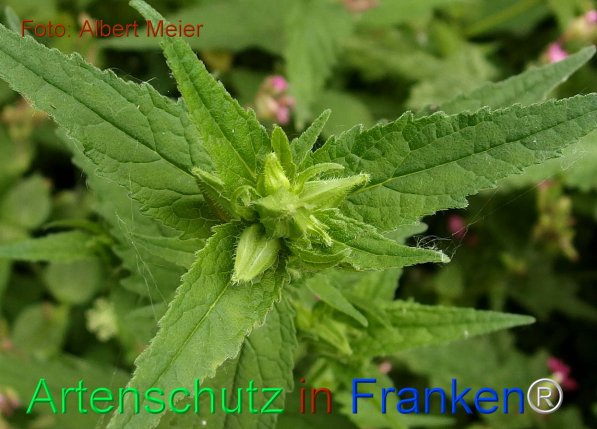 Copyright AiF - Albert Meier Bild zum Eintrag (75517-160)