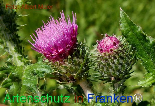 Copyright AiF - Albert Meier Bild zum Eintrag (75521-160)