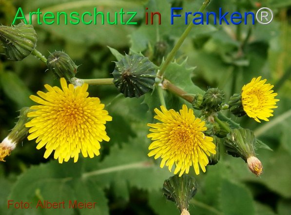 Copyright AiF - Albert Meier Bild zum Eintrag (75529-160)