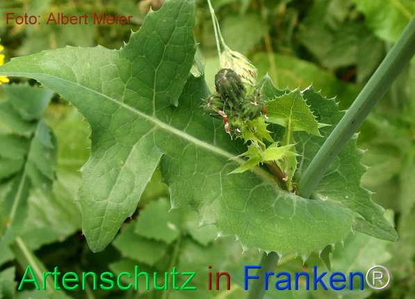 Copyright AiF - Albert Meier Bild zum Eintrag (75530-160)