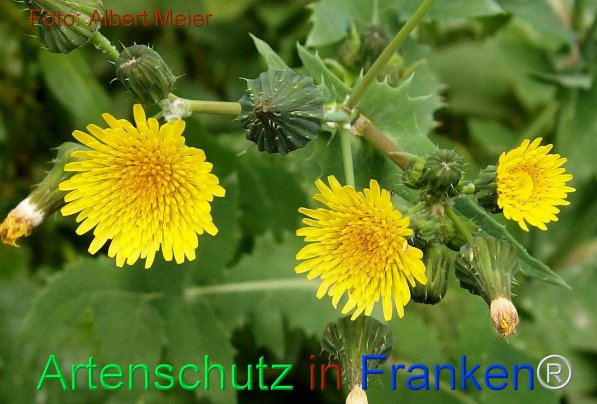 Copyright AiF - Albert Meier Bild zum Eintrag (75531-160)
