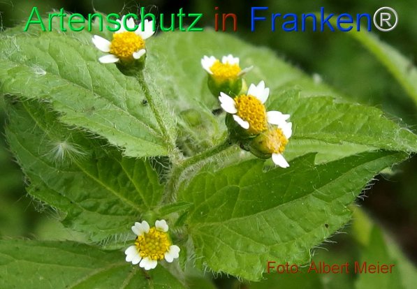 Copyright AiF - Albert Meier Bild zum Eintrag (75542-160)