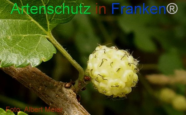 Copyright AiF - Albert Meier Bild zum Eintrag (75547-160)