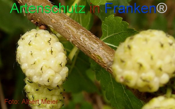 Copyright AiF - Albert Meier Bild zum Eintrag (75548-160)