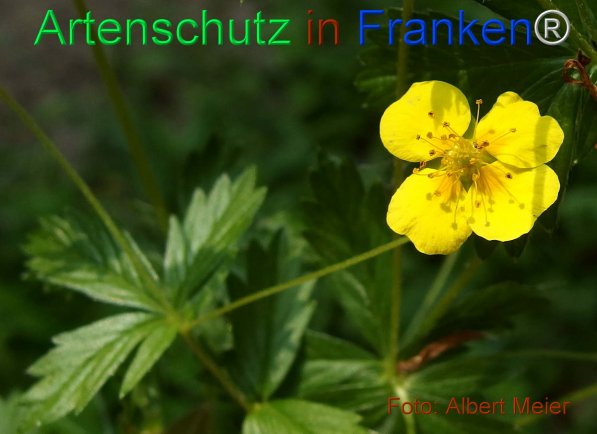 Copyright AiF - Albert Meier Bild zum Eintrag (75551-160)