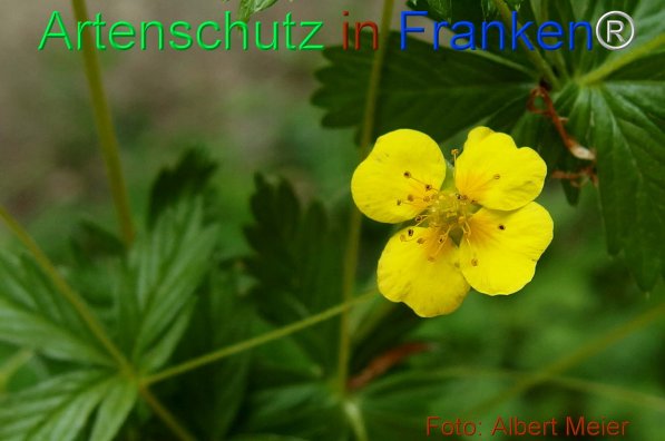 Copyright AiF - Albert Meier Bild zum Eintrag (75552-160)