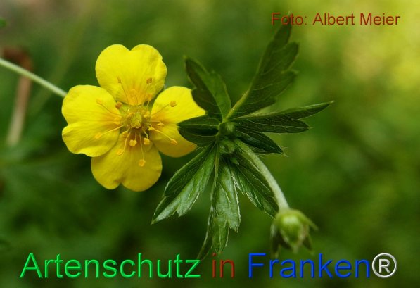 Copyright AiF - Albert Meier Bild zum Eintrag (75553-160)