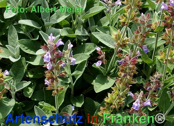 Copyright AiF - Albert Meier Bild zum Eintrag (75715-160)