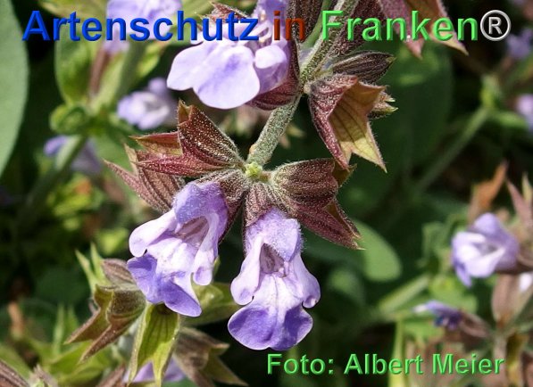 Copyright AiF - Albert Meier Bild zum Eintrag (75716-160)