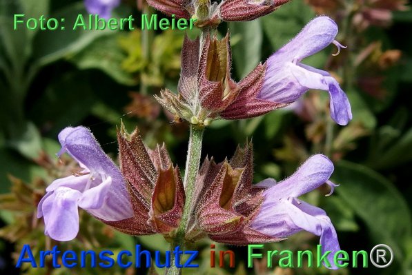 Copyright AiF - Albert Meier Bild zum Eintrag (75717-160)