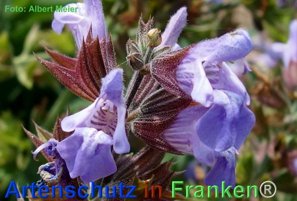 Copyright AiF - Albert Meier Bild zum Eintrag (75719-160)