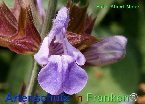 Copyright AiF - Albert Meier Bild zum Eintrag (75720-160)