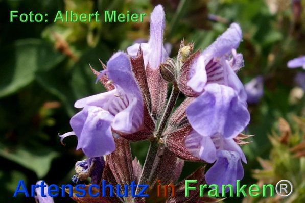 Copyright AiF - Albert Meier Bild zum Eintrag (75721-160)