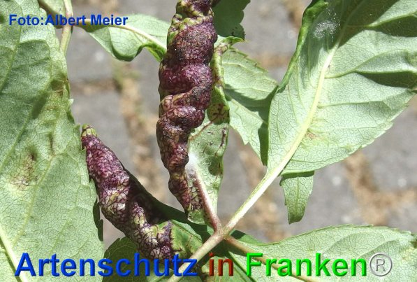 Copyright AiF - Albert Meier Bild zum Eintrag (75757-160)