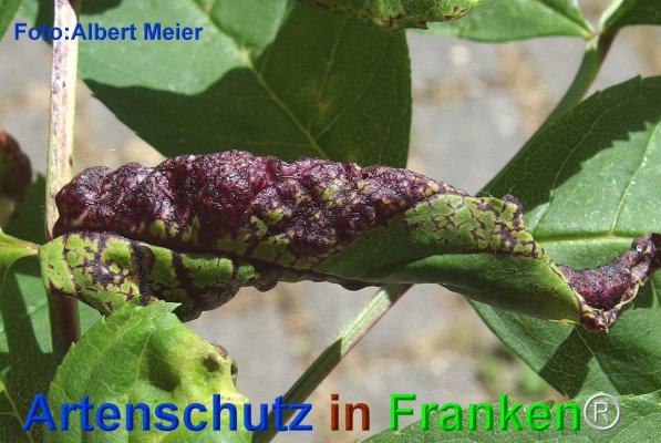 Copyright AiF - Albert Meier Bild zum Eintrag (75758-160)