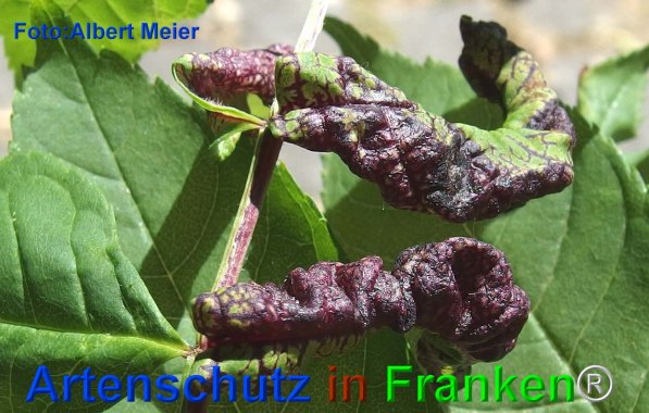 Copyright AiF - Albert Meier Bild zum Eintrag (75759-160)