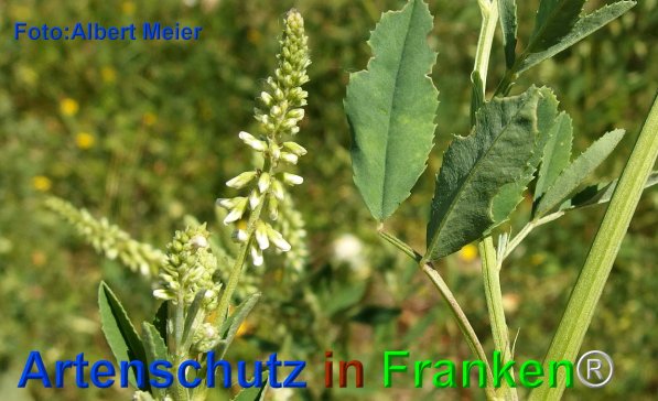 Copyright AiF - Albert Meier Bild zum Eintrag (75767-160)