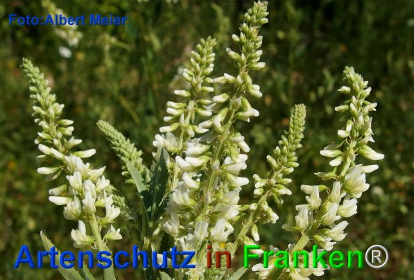 Copyright AiF - Albert Meier Bild zum Eintrag (75768-160)