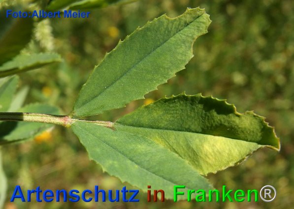 Copyright AiF - Albert Meier Bild zum Eintrag (75769-160)