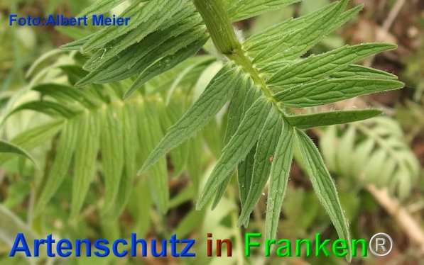 Copyright AiF - Albert Meier Bild zum Eintrag (75774-160)