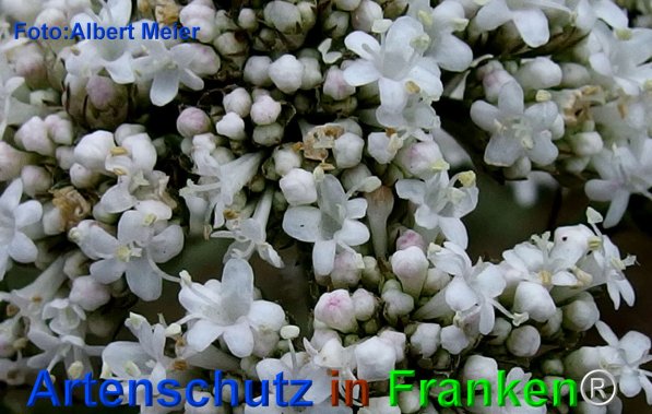 Copyright AiF - Albert Meier Bild zum Eintrag (75775-160)