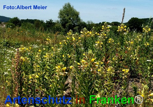 Copyright AiF - Albert Meier Bild zum Eintrag (75779-160)