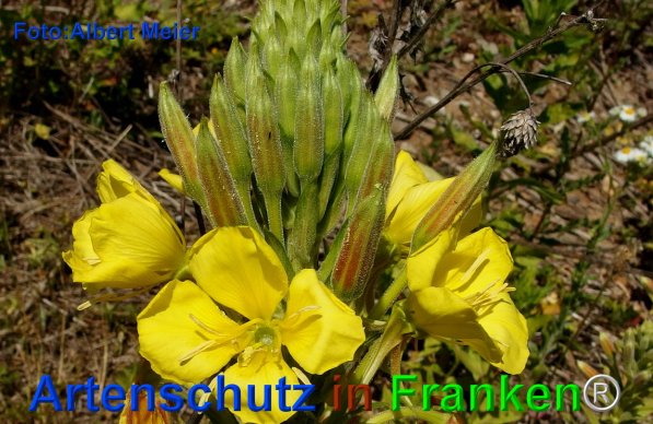 Copyright AiF - Albert Meier Bild zum Eintrag (75781-160)
