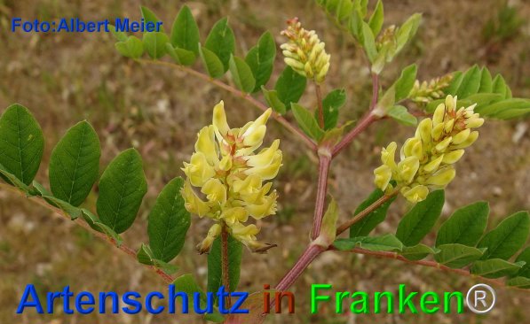 Copyright AiF - Albert Meier Bild zum Eintrag (75785-160)
