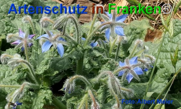 Copyright AiF - Albert Meier Bild zum Eintrag (75792-160)