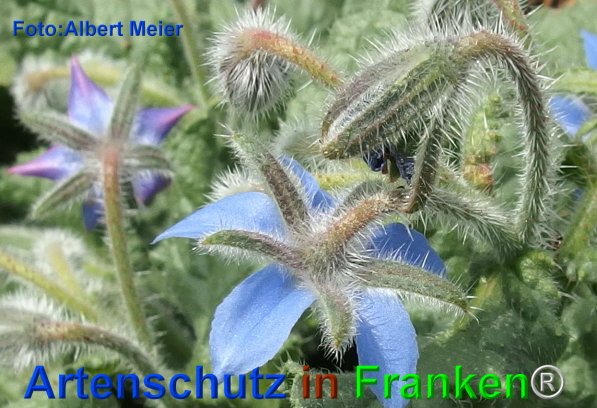Copyright AiF - Albert Meier Bild zum Eintrag (75793-160)