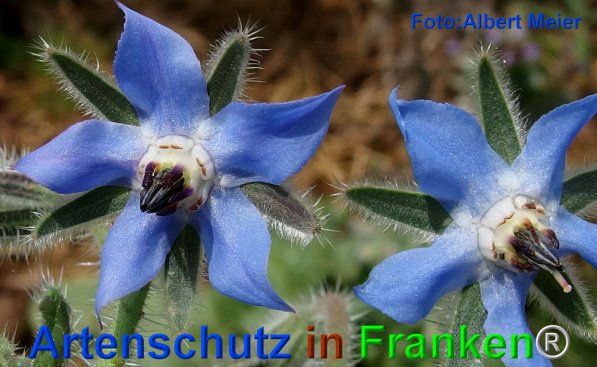 Copyright AiF - Albert Meier Bild zum Eintrag (75794-160)