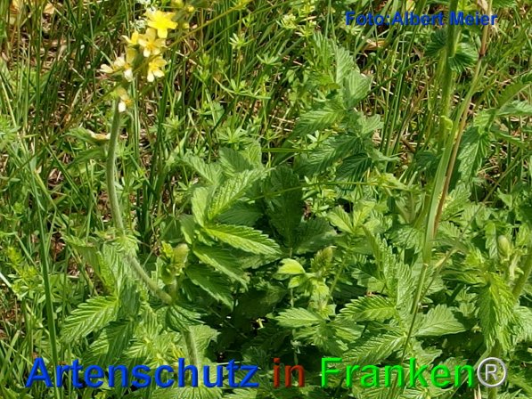 Copyright AiF - Albert Meier Bild zum Eintrag (75797-160)