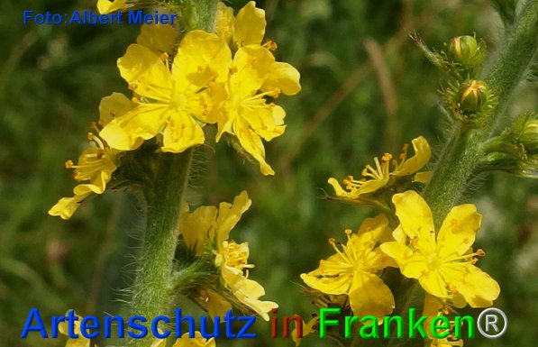 Copyright AiF - Albert Meier Bild zum Eintrag (75799-160)