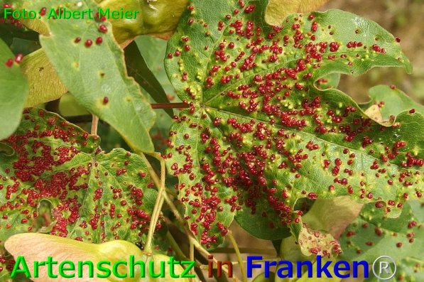 Copyright AiF - Albert Meier Bild zum Eintrag (75899-160)