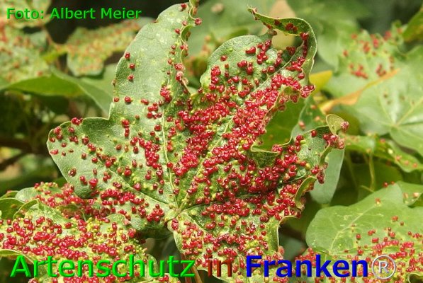 Copyright AiF - Albert Meier Bild zum Eintrag (75900-160)