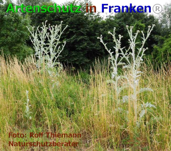 Copyright AiF Rolf Thiemann Bild zum Eintrag (75954-160)