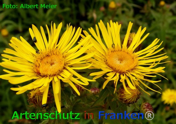 Copyright AiF - Albert Meier Bild zum Eintrag (75974-160)