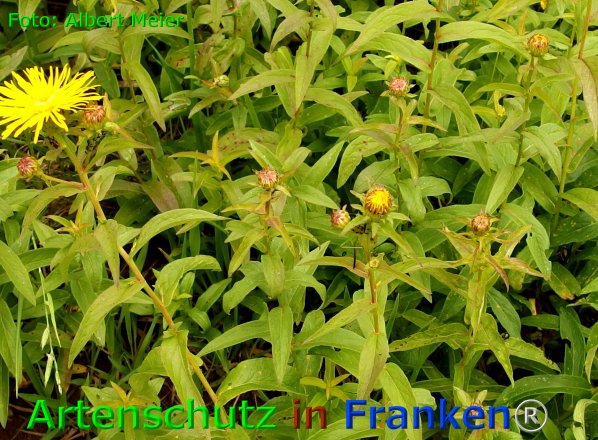 Copyright AiF - Albert Meier Bild zum Eintrag (75975-160)