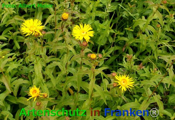 Copyright AiF - Albert Meier Bild zum Eintrag (75977-160)
