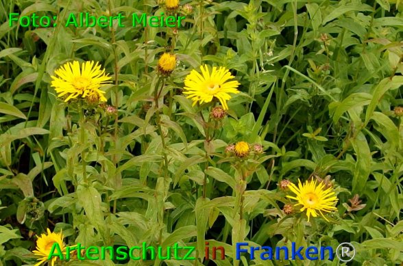 Copyright AiF - Albert Meier Bild zum Eintrag (75978-160)